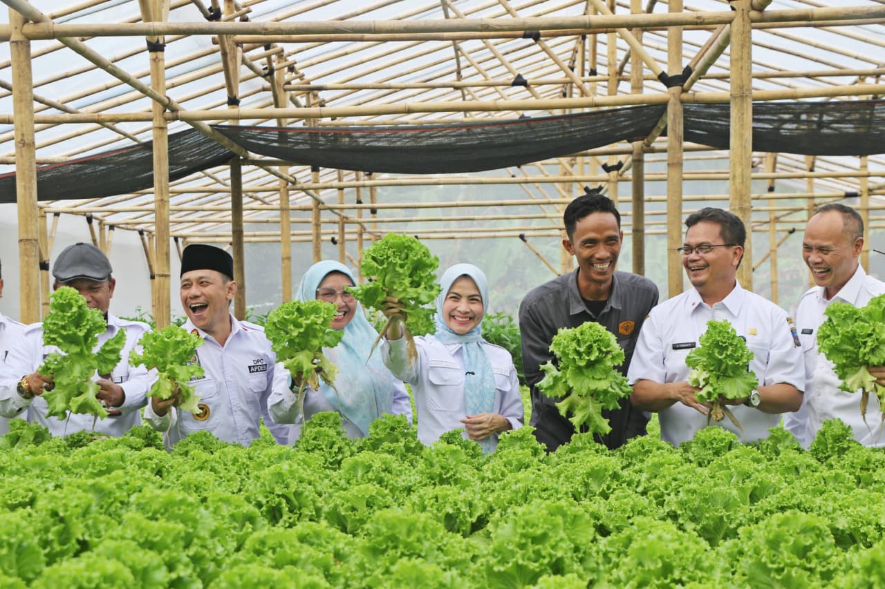 Panen Perdana Selada Hidroponik, Ratu Zakiyah jadikan BUMDes Cibojong Padarincang Pilot Project
